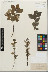 Foto von Salix myrsinifolia Salisb.